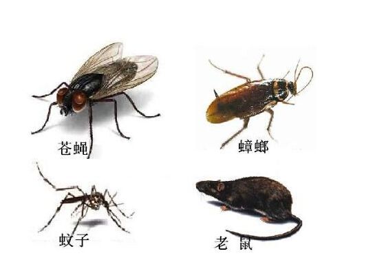 灭四害的要领_ca88